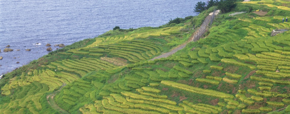 白米・千枚田